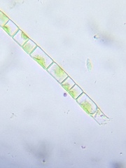 Microspora