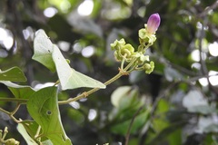Amphilophium paniculatum