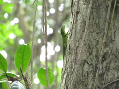 Anolis garmani
