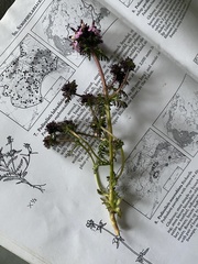 Pedicularis pennellii