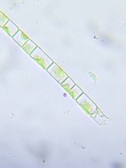 Microspora