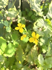 Chelidonium majus