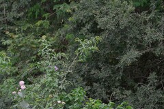 Dalbergia obovata