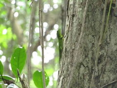 Anolis garmani