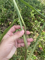 Panicum aquaticum