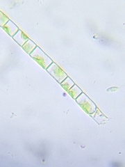 Microspora