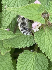 Bombus pseudobaicalensis