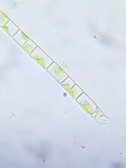 Microspora