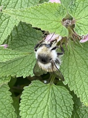 Bombus pseudobaicalensis