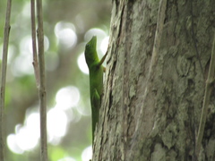 Anolis garmani