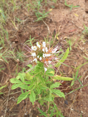 Polanisia dodecandra trachysperma