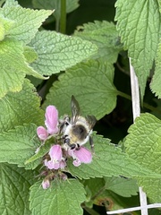 Bombus pseudobaicalensis