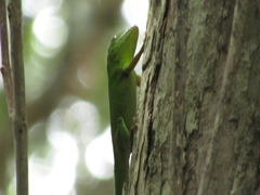 Anolis garmani