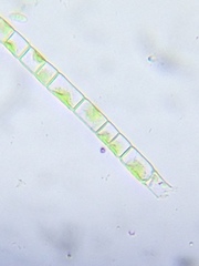 Microspora