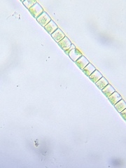 Klebsormidium flaccidum