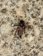 Cyrtopogon auratus