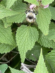 Bombus pseudobaicalensis