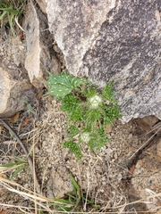 Cnidoscolus angustidens