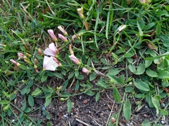 Convolvulus arvensis