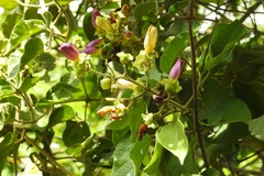 Amphilophium paniculatum