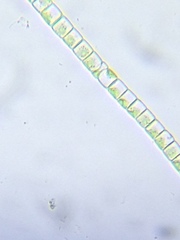 Klebsormidium flaccidum