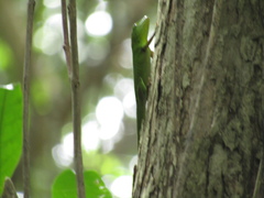 Anolis garmani