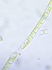 Klebsormidium flaccidum