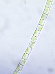 Klebsormidium flaccidum