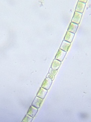 Klebsormidium flaccidum
