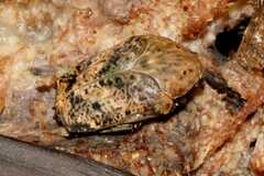 Gymnetis hebraica