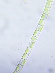 Klebsormidium flaccidum