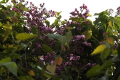 Fridericia chica