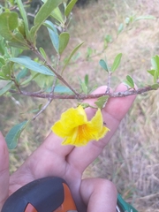 Tabebuia nodosa