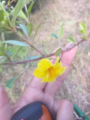 Tabebuia nodosa