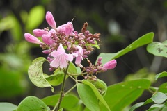 Fridericia chica