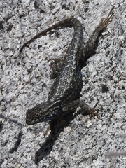 Sceloporus occidentalis taylori