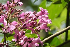 Fridericia chica