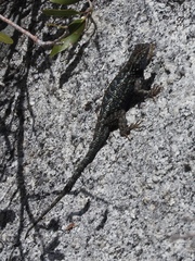 Sceloporus occidentalis taylori