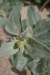 Atriplex laciniata