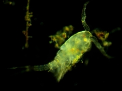 Neocopepoda