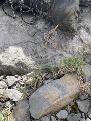 Trisetum distichophyllum