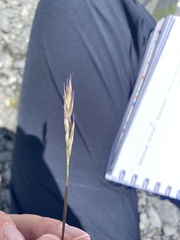 Trisetum distichophyllum