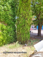 Cupressus sempervirens