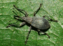 Oxystoma