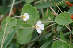 Diclis