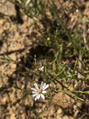Symphyotrichum depauperatum