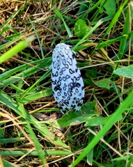 Hypercompe scribonia