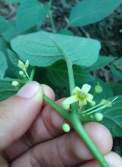 Witheringia mexicana