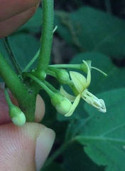 Witheringia mexicana