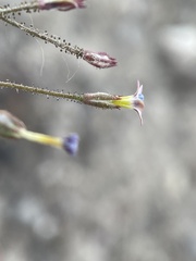 Gilia clokeyi
